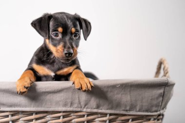 Beyaz bir arka planda izole edilmiş hasır sepette duran sevimli bir Jack Russel Terrier yavrusunun portresi..