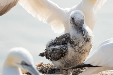 Genç kuzey sümsük kuşunun taze yakın çekimi kanatlarını açmış büyük bir yetişkinin önünde duruyor. Helgoland Adası, Almanya.