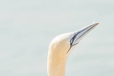 Vahşi bir kuş başı, Morus Bassanus, Kuzey Sümsük kuşu Almanya 'nın Kuzey Denizi' ndeki Heligoland adasında..