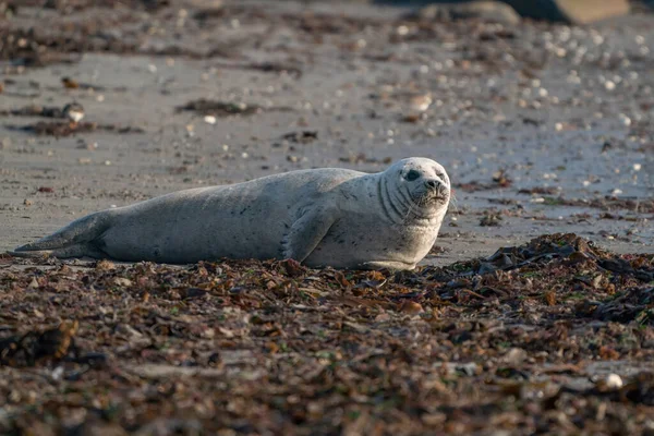 Weiße Robbe Phoca Vitulina Strand Liegend Algen Vordergrund Blick Die — Stockfoto