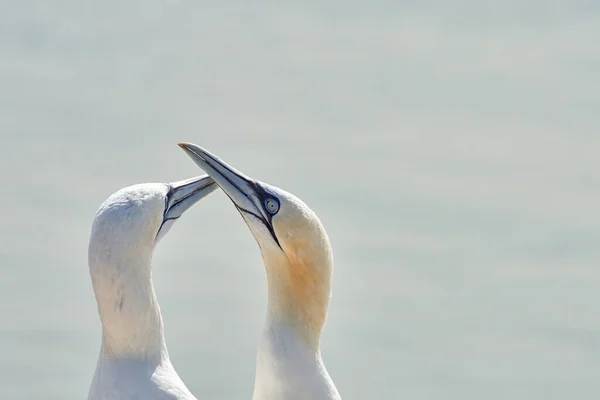 Luz Suave Dos Cabezas Los Gannets Del Norte Dan Bienvenida — Foto de Stock