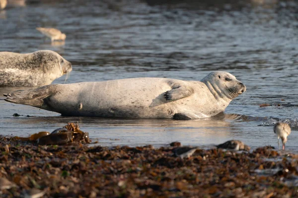 Wilde Kegelrobbenkolonie Meer Jede Menge Algen Gruppe Mit Verschiedenen Formen — Stockfoto