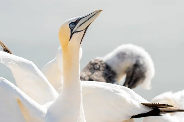 Friska Färger Enorm Nordlig Gannetkoloni Med Många Fåglar Kanten Branta — Stockfoto