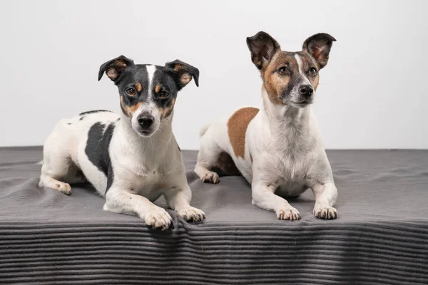 Dos Alegres Jack Russell Terriers Posando Estudio Toda Longitud Sobre — Foto de Stock
