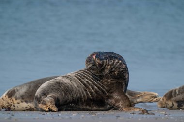 Plajda yatan foka vitulina, arka planda deniz, Helgoland, Almanya.