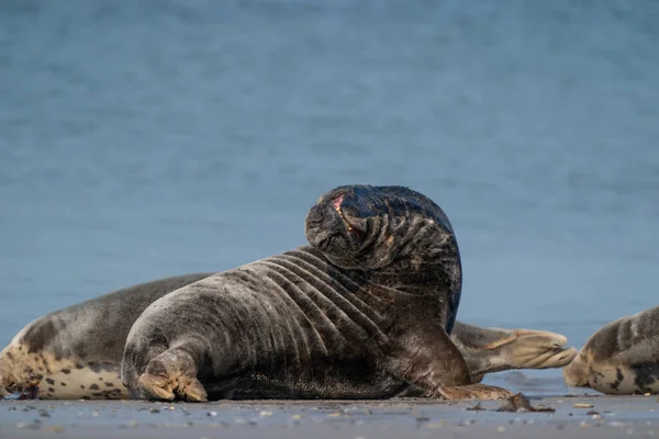 Robbe Phoca Vitulina Strand Liegend Meer Hintergrund Helgoland Deutschland — Stockfoto