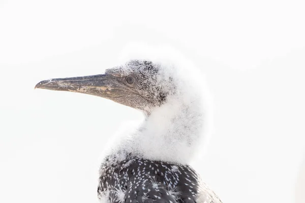 Nahaufnahme Eines Weichen Flauschigen Jungen Weißen Nördlichen Gannets Kükenkopfes Insel — Stockfoto