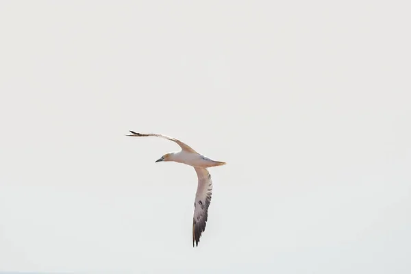 Een Enkele Witte Gele Gannet Vliegt Door Lucht Zon Schijnt — Stockfoto