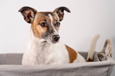Kahverengi, siyah ve beyaz Jack Russell Terrier sepeti içinde poz veriyor, yarı gövdeli, beyaz arka planda, kopyalama alanı ile izole edilmiş..