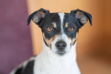 Kahverengi, siyah ve beyaz Jack Russell Terrier köpeği, vücudun bir parçası, çok renkli bir arka plana karşı, boşluğu kopyala.