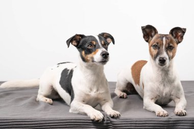 İki neşeli Jack Russell Teriyer stüdyoda poz veriyor, tam uzunlukta, gri bir battaniye üzerinde, fotokopi çekiyorlar..