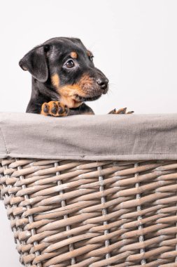 Beyaz bir arka planda izole edilmiş hasır sepette duran sevimli bir Jack Russel Terrier yavrusunun portresi..