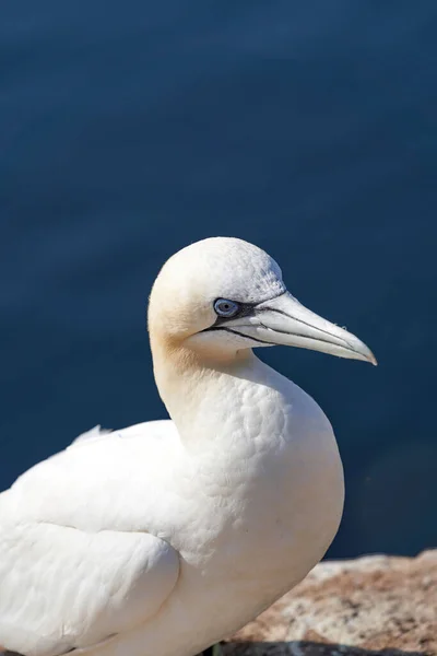 Aves Selvagens Estado Selvagem Morus Bassanus Northern Gannet Ilha Heligoland — Fotografia de Stock