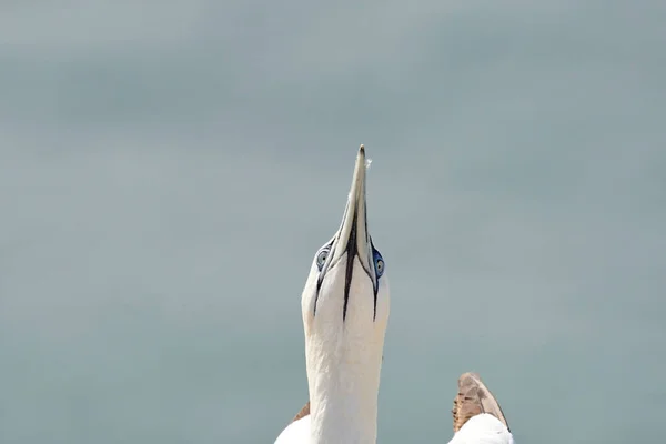 Une Tête Oiseau Sauvage Dans Nature Morus Bassanus Gannet Nord — Photo