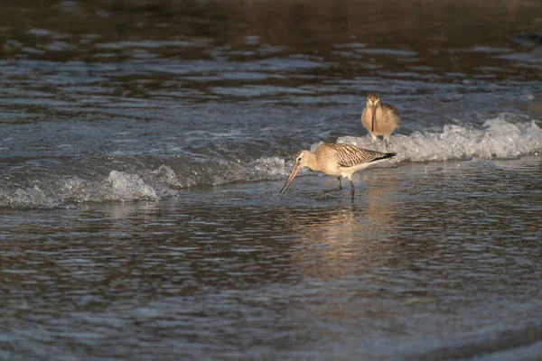 Großaufnahme Einer Uferschnepfe Limosa Limosa Watvögel Auf Nahrungssuche Wasser Selektive — Stockfoto