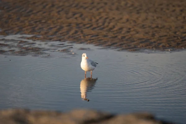 Eine Möwe Steht Einem Wasserbecken Mit Spiegelung Strand Von Cuxhaven — Stockfoto