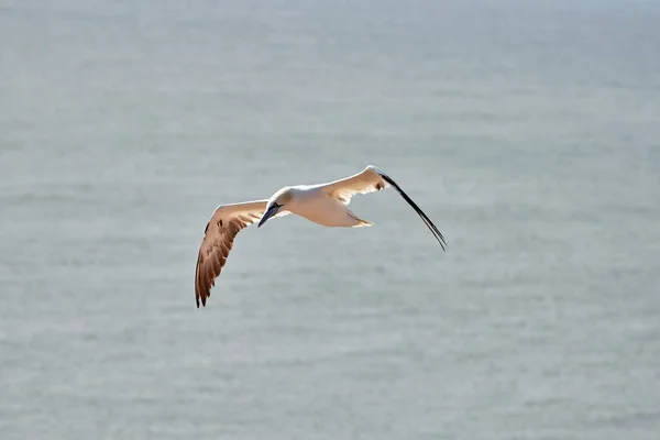 Single White Yellow Gannet Flies Sky Blue Gray Sea Background — Stock Photo, Image