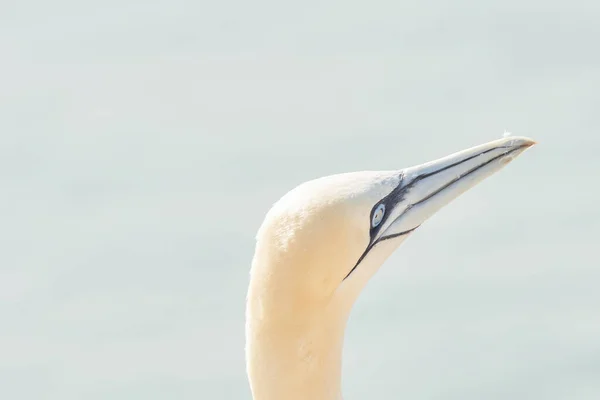 Jeden Divoký Pták Divočině Morus Bassanus Severní Gannet Ostrově Helgoland — Stock fotografie