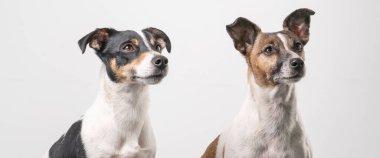 İki kahverengi, siyah ve beyaz Jack Russell Terrier başkanı, kopyalama alanı, afiş veya sosyal medya.