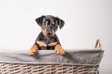 Beyaz bir arka planda izole edilmiş hasır sepette duran sevimli bir Jack Russel Terrier yavrusunun portresi..