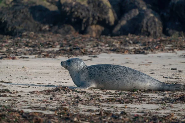 Grey Seal Phoca Vitulina Deitado Praia Algas Marinhas Primeiro Plano — Fotografia de Stock