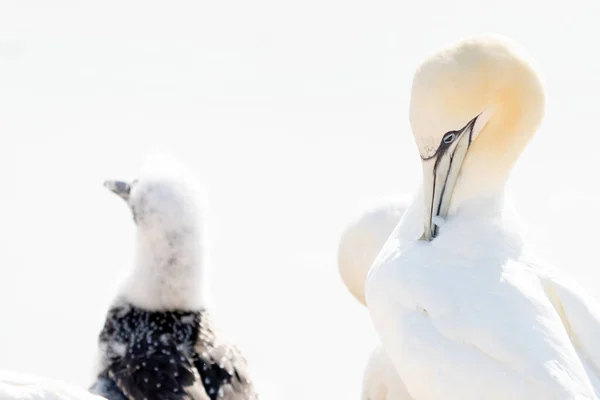 Portrait Paire Fous Bassan Sula Bassana Deux Oiseaux Aiment Lumière — Photo