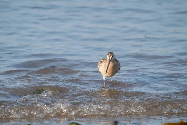 Primer Plano Pájaro Zancudo Cola Negra Limosa Limosa Que Busca —  Fotos de Stock