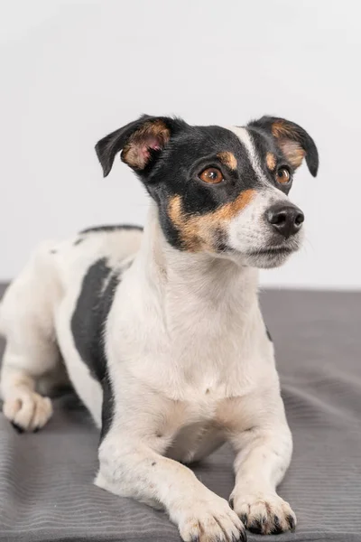 Mladý Hnědý Černobílý Jack Russell Teriér Pózuje Studiu Pes Dívá — Stock fotografie