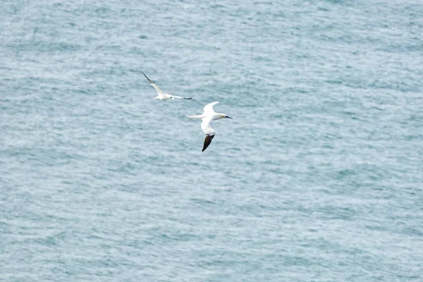 A single white and yellow gannet flies through the sky, blue, gray sea in background.