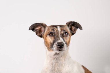 Beyaz ve esmer yaşlı Jack Russell Terrier beyaz arka planda, sadece kafası.