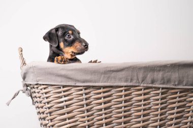 Beyaz bir arka planda izole edilmiş hasır sepette duran sevimli bir Jack Russel Terrier yavrusunun portresi..