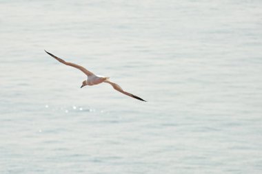 Gökyüzünde tek bir beyaz ve sarı sümsük kuşu uçar. Arka planda mavi, gri deniz..