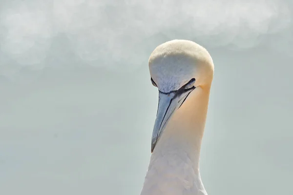 Wildvogel Freier Wildbahn Morus Bassanus Nördlicher Gannet Auf Der Nordseeinsel — Stockfoto