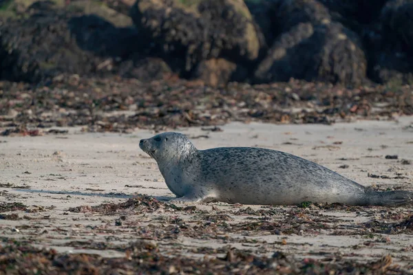 Grey Seal Phoca Vitulina Leżąca Plaży Wodorosty Pierwszym Planie Skały — Zdjęcie stockowe