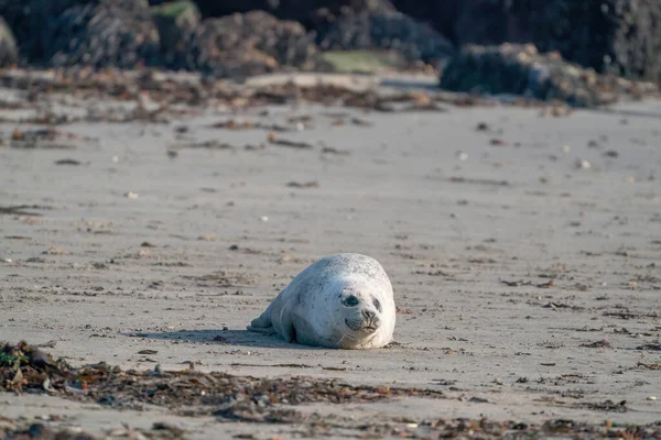 White Seal Phoca Vitulina Leżąca Plaży Wodorosty Pierwszym Planie Skały — Zdjęcie stockowe