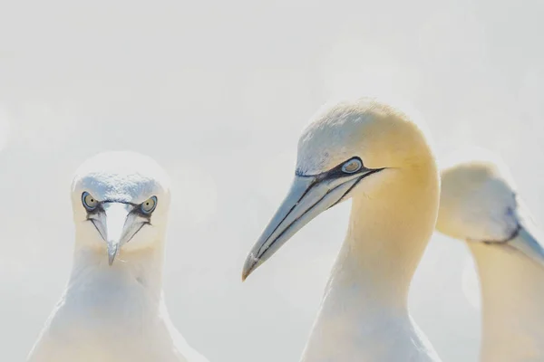 Porträtt Par Norra Gannet Sula Bassana Två Fåglar Älskar Mjukt — Stockfoto