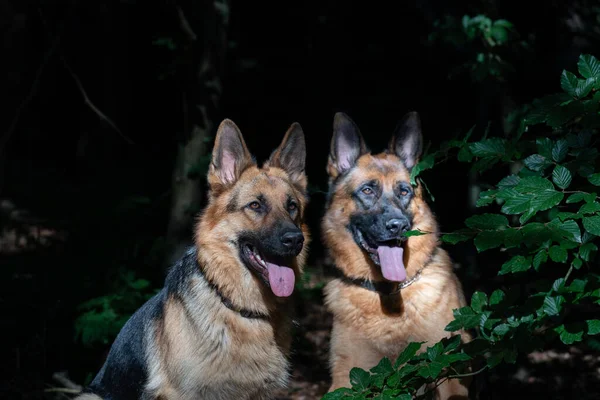 Porträtt Två Vackra Tyska Shepherd Hundar Sitter Tillsammans Skogen Närbild — Stockfoto