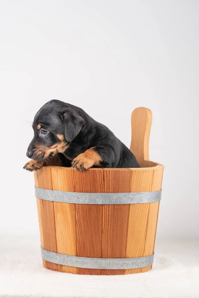 Portret Uroczego Szczeniaka Jack Russel Terrier Drewnianym Wiadrze Sauny Odizolowanego — Zdjęcie stockowe