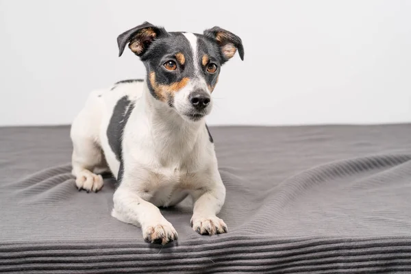 Mladý Hnědý Černobílý Jack Russell Teriér Pózuje Studiu Pes Dívá — Stock fotografie