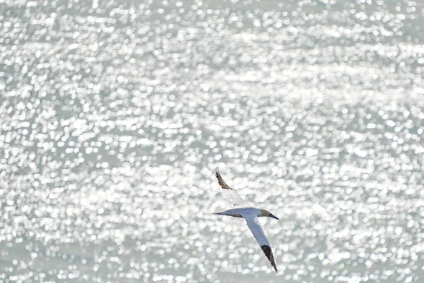 Güneşin Parladığı Denizin Üzerinde Tek Bir Beyaz Sarı Sümsük Kuşu — Stok fotoğraf