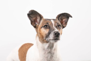 Beyaz ve esmer yaşlı Jack Russell Terrier beyaz arka planda, sadece kafası.
