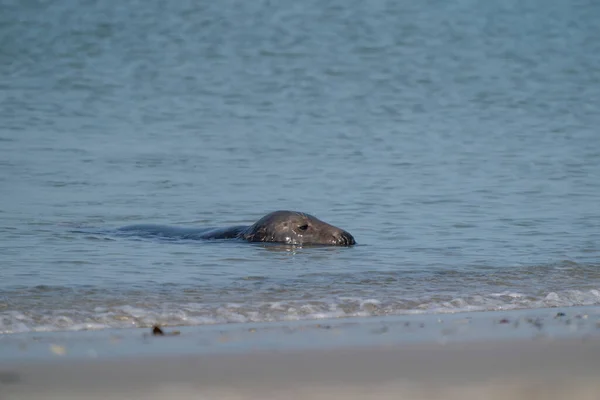 Sello Gris Halichoerus Grypus Nadando Mar Con Cabeza Sobre Agua — Foto de Stock