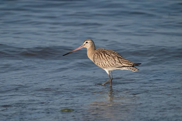 Nahaufnahme Einer Uferschnepfe Limosa Limosa Watvögel Vogel Läuft Meer — Stockfoto