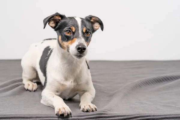 Genç Kahverengi Siyah Beyaz Jack Russell Terrier Stüdyoda Poz Veriyor — Stok fotoğraf