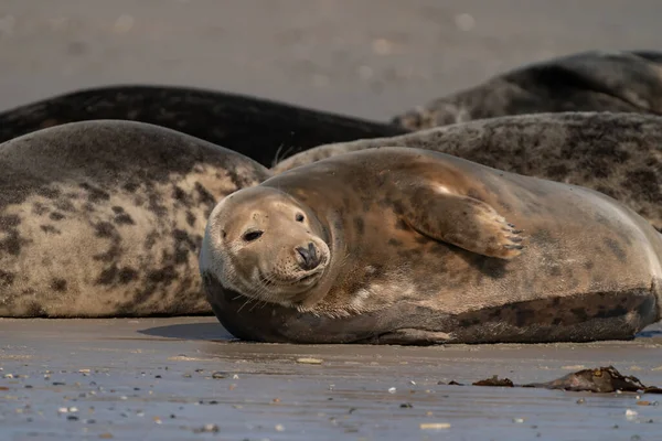 Wilde Kegelrobbenkolonie Strand Von Dune Deutschland Gruppe Mit Verschiedenen Formen — Stockfoto