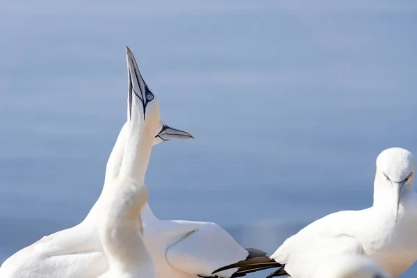 Enorme Gancho Norte Morus Bassanus Colônia Com Muitas Aves Borda — Fotografia de Stock