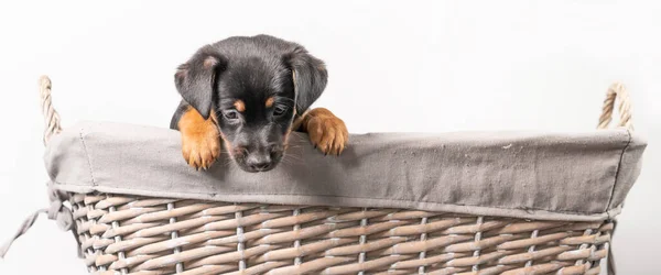 Retrato Adorable Cachorro Jack Russel Terrier Una Canasta Mimbre Aislado — Foto de Stock