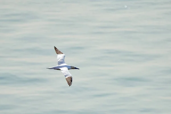 Een Enkele Witte Gele Gannet Vliegt Door Lucht Blauwe Grijze — Stockfoto