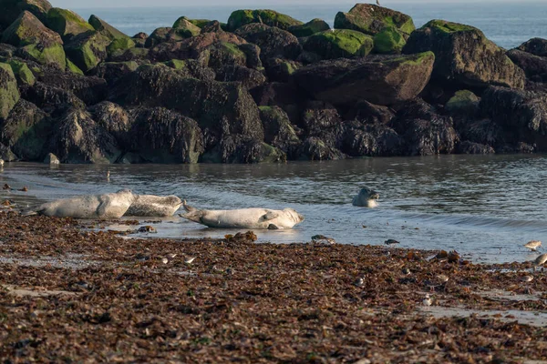 Wilde Kegelrobbenkolonie im Meer. Jede Menge Algen. Gruppe mit verschiedenen Formen und Größen der Kegelrobbe. Düne, Deutschland — Stockfoto