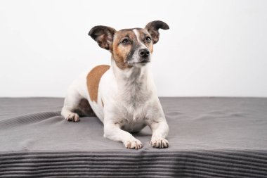 Kahverengi, siyah ve beyaz yaşlı Jack Russell Terrier bir sandalyede uzanıyor..